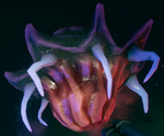 Jelly Breeder.png