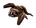 Survivor Brown Grunt.png